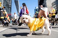 12. Dogs