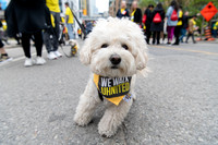 7. Dogs